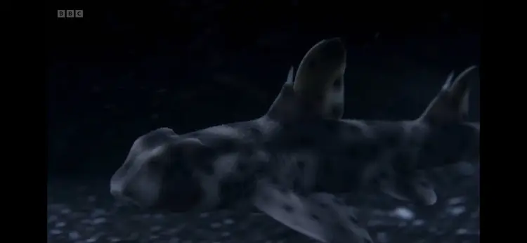 Horn shark (Heterodontus francisci) as shown in Planet Earth III - Ocean